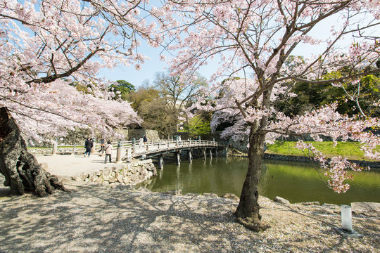 彦根城の堀の桜