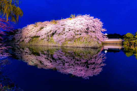 彦根城の桜ライトアップ