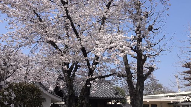 4k 東京の桜　浅草寺　ソメイヨシノ