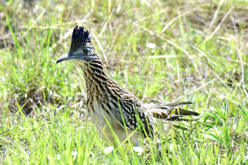 roadrunner