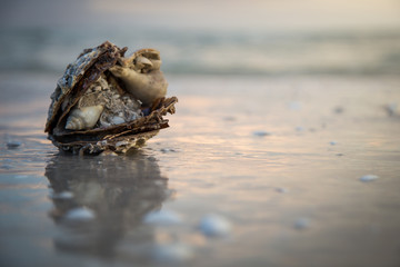 Obraz premium Crab hiding under shells