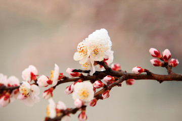 Apricot blossom in spring, white background.