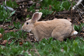 Rabbit (Adult Female) #2
