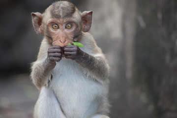 可愛いサル