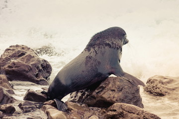 A Fur Seal (Arctocephalus forsteri) in Kaikoura on the Southern East Coast of New Zealand.