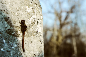 Dragonfly sitting on a rock