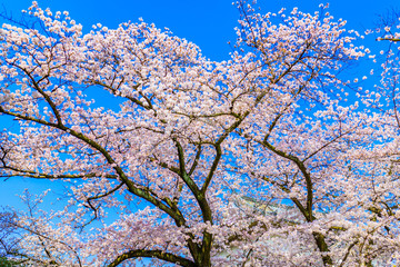 桜の木