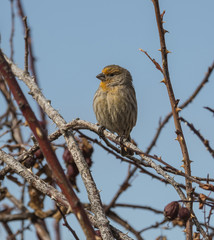 House Finch with Yellow Plumage. Uncommon plumage coloration due to diet