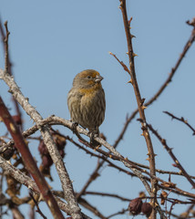 House Finch with Yellow Plumage. Uncommon plumage coloration due to diet