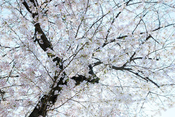 Obraz premium 桜の木
