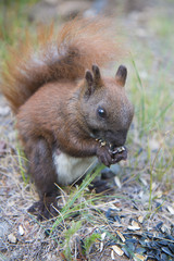 squirrel on a forest glade