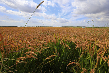 The autumn rice fields