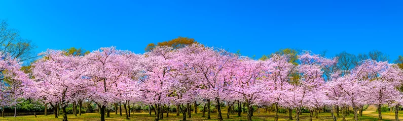 Photo sur Plexiglas Fleur de cerisier Panorama des cerisiers en fleurs