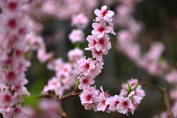 Beautiful peach blossom