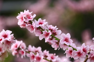 Obraz premium Beautiful peach blossom