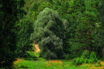 Lush trees growing beyond the meadow by the river 