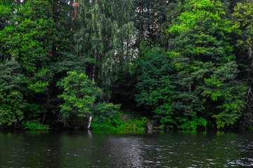 staircase leading to water surrounded by dense forest