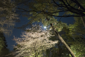 桜と松と月　樹影