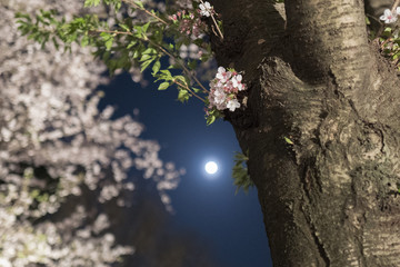 桜と月