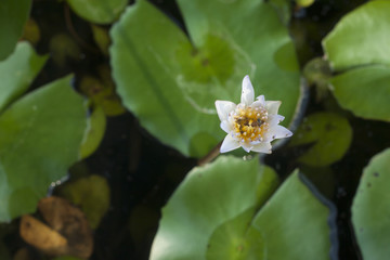 The bright white lotus flower above the water.