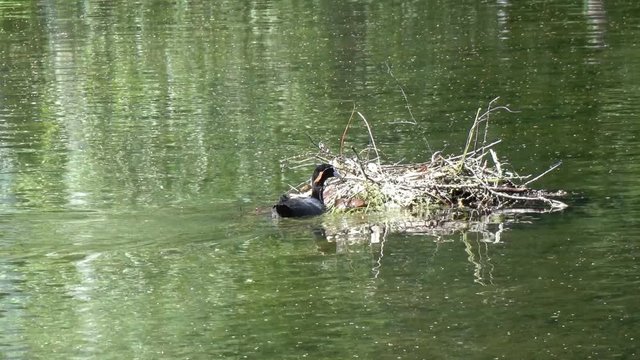 Natatorial birds of Eurasian coot builds nests for the ptets.The Eurasian coot Fulica atra, also known as the common coot, is a member of the rail and crake bird family Rallidae