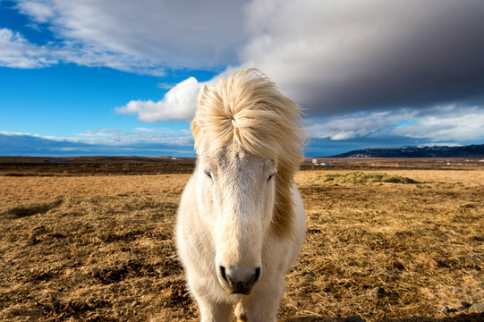 Icelandic Horse. white horse.