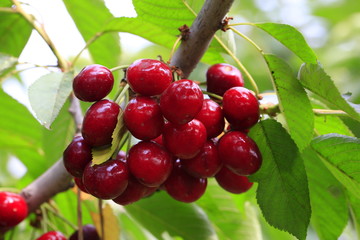 Large cherry
