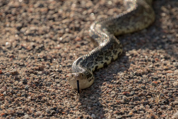 Don't Tread on me