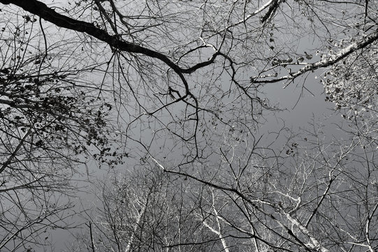 "tangled" black and white push process trees with bare limbs photographed looking to the sky