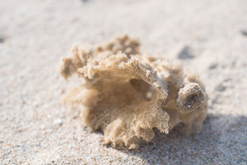 海綿（スポンジ）