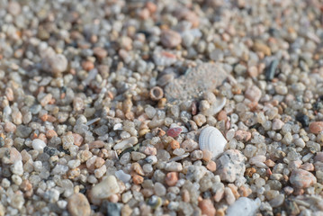 砂浜の砂と貝殻