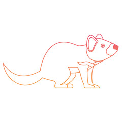 wild tasmanian devil creature