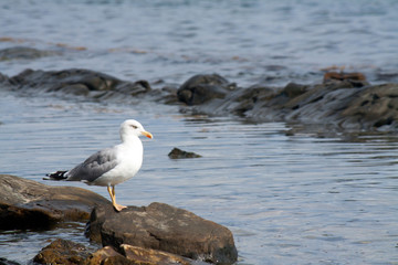gulls sitting on stones on the seashore
