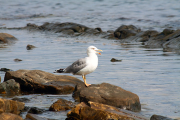 gulls sitting on stones on the seashore