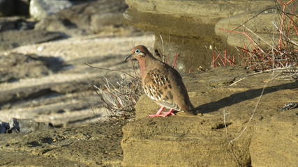 Galapagos Dove