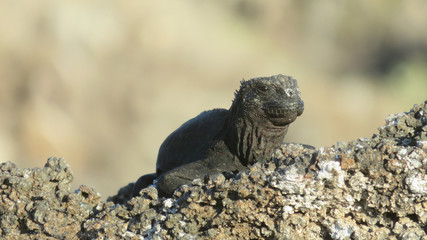 Marine iguana sunning