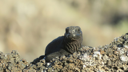 Marine iguana