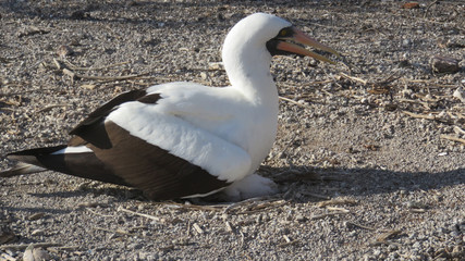 Nazca Booby hen and chick