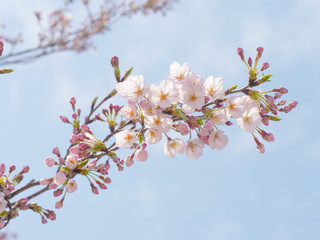 春 桜 新生活 卒業 入学