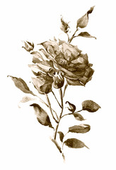 róża akwarela sepii - 199521228