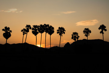 sugar palm  tree silhouette background with mountain