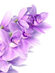 Fototapeta premium Flower orchid