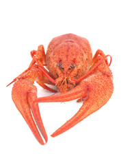 Crayfish