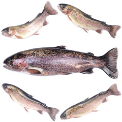 Fish trout