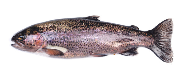 Fish trout