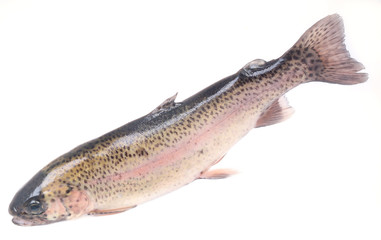 Fish trout