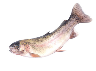 Fish trout