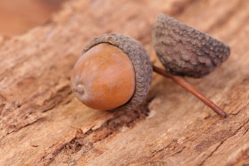 Acorn