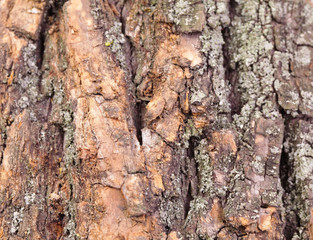 Texture old tree