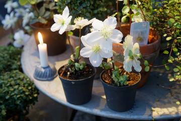 White Christmas flower (latin: Helleborus niger) in pots standing on a table together with a candle
